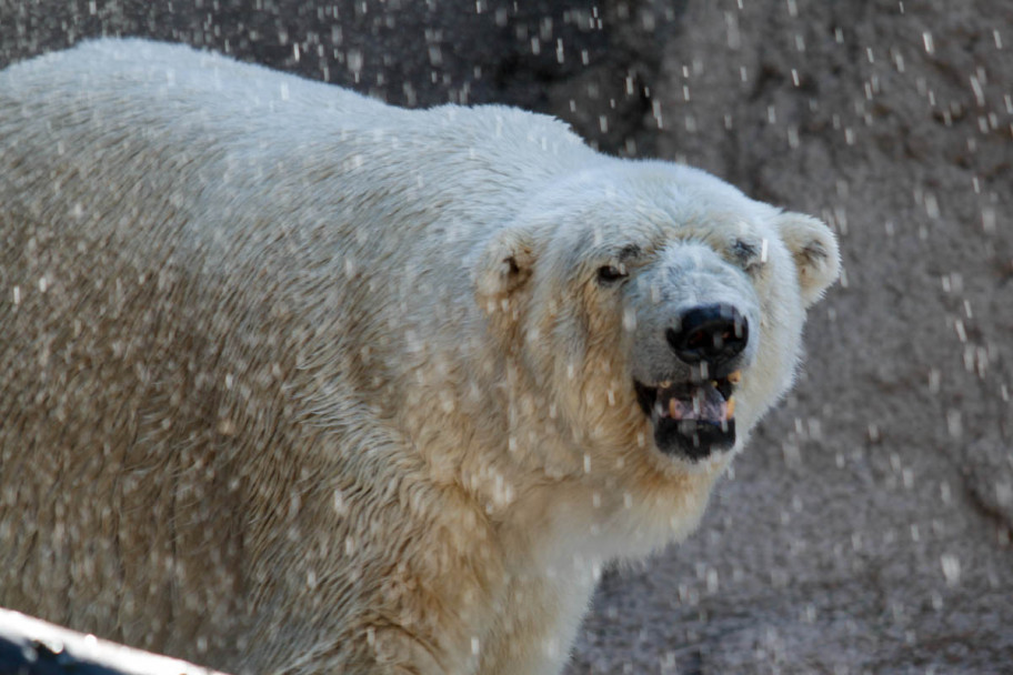 imagen Más solo que Arturo