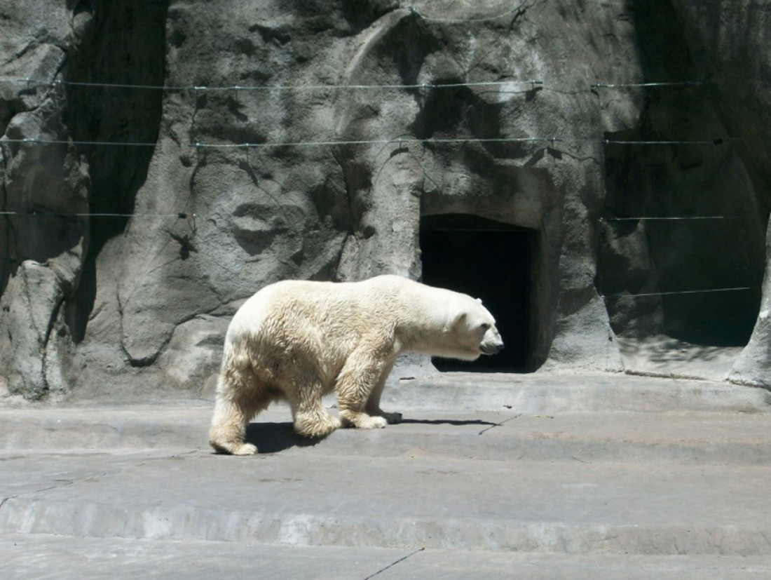 Pensando en los animales, la idea es mutar al Zoo, esa es la cuestión