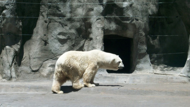 imagen Pensando en los animales, la idea es mutar al Zoo, esa es la cuestión
