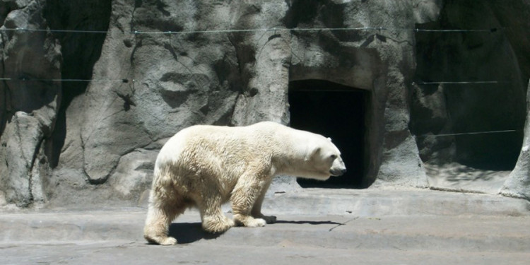 Pensando en los animales, la idea es mutar al Zoo, esa es la cuestión