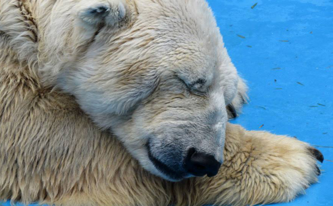 Susana Dascalaky, abogada animalista