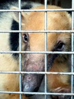 Tráfico ilegal de animales: cómo llegó un oso hormiguero a Santa Rosa