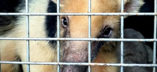 Tráfico ilegal de animales: cómo llegó un oso hormiguero a Santa Rosa