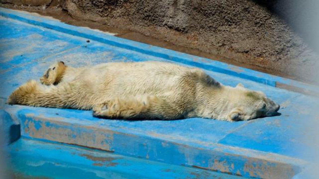 Otra vez el oso Arturo en el centro de la polémica