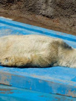 Otra vez el oso Arturo en el centro de la polémica