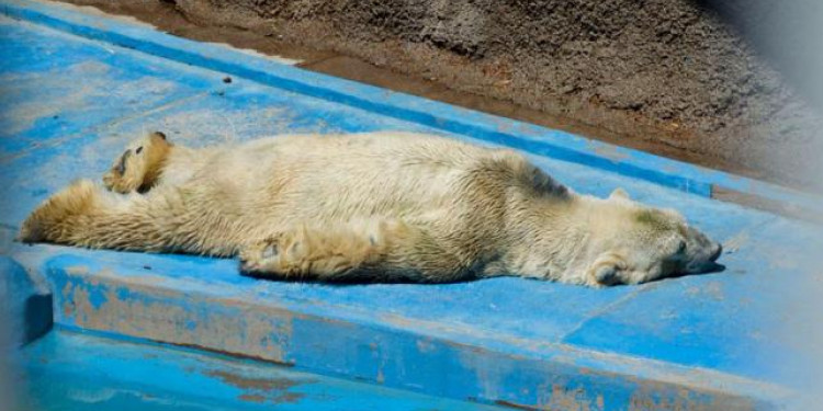 Otra vez el oso Arturo en el centro de la polémica