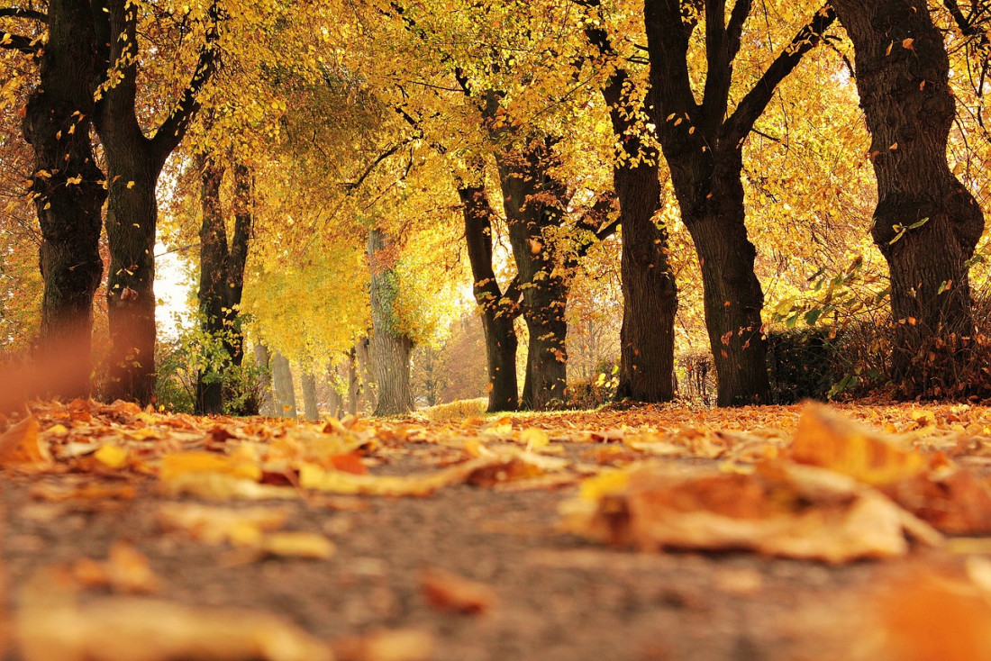 Algunas curiosidades sobre el otoño