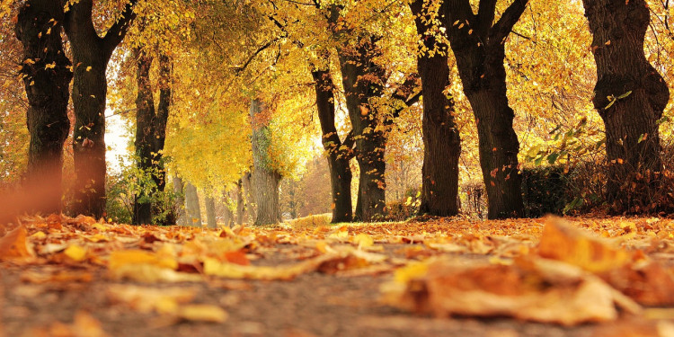 Algunas curiosidades sobre el otoño