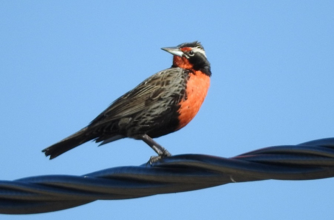 Aves del Piedemonte: su desaparición indica el deterioro ambiental