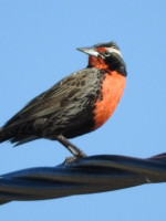 Aves del Piedemonte: su desaparición indica el deterioro ambiental