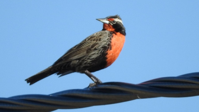 imagen Aves del Piedemonte: su desaparición indica el deterioro ambiental