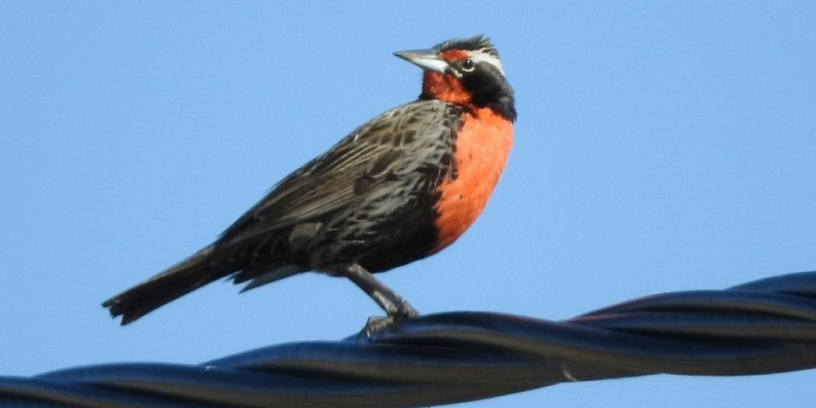 Aves del Piedemonte: su desaparición indica el deterioro ambiental