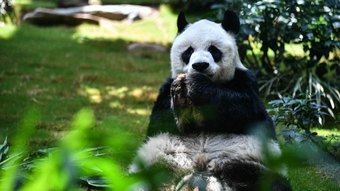 El panda macho en cautiverio más longevo del mundo murió a los 35 años 