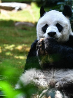 El panda macho en cautiverio más longevo del mundo murió a los 35 años 