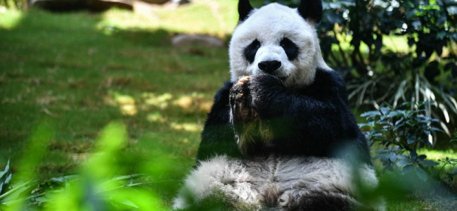 El panda macho en cautiverio más longevo del mundo murió a los 35 años 