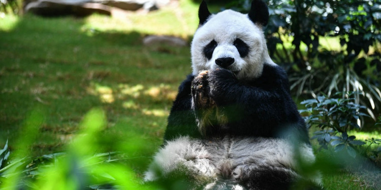 El panda macho en cautiverio más longevo del mundo murió a los 35 años 