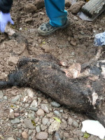 Apareció el cuerpo de la pantera negra muerta en el Zoo