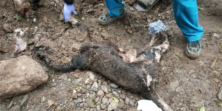Apareció el cuerpo de la pantera negra muerta en el Zoo