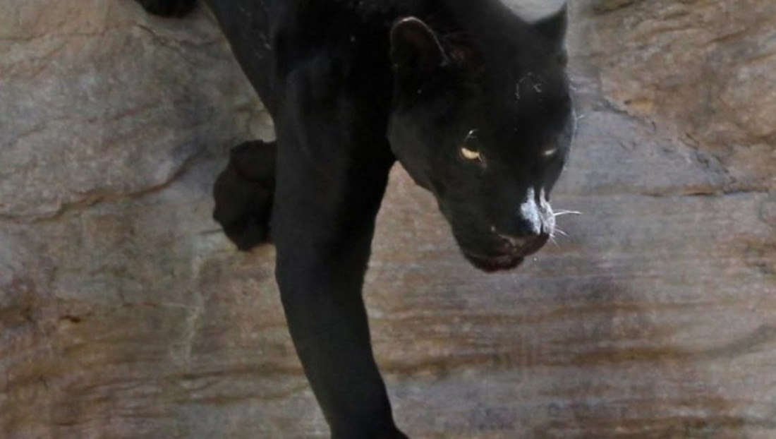 Murió la única pantera negra del Zoo de Mendoza