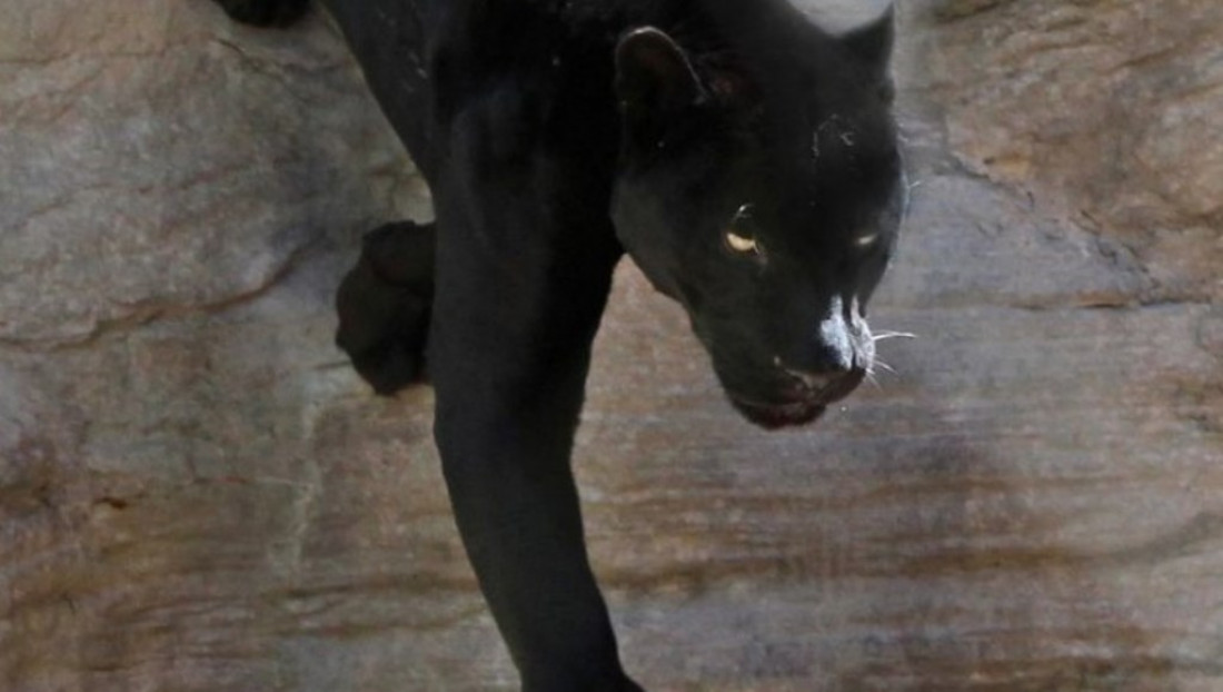 Murió la única pantera negra del Zoo de Mendoza