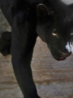 Murió la única pantera negra del Zoo de Mendoza