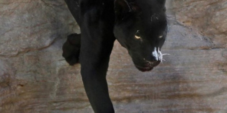 Murió la única pantera negra del Zoo de Mendoza