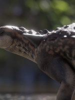 Descubren un nuevo dinosaurio acorazado que habitó en la Patagonia hace 70 millones de años
