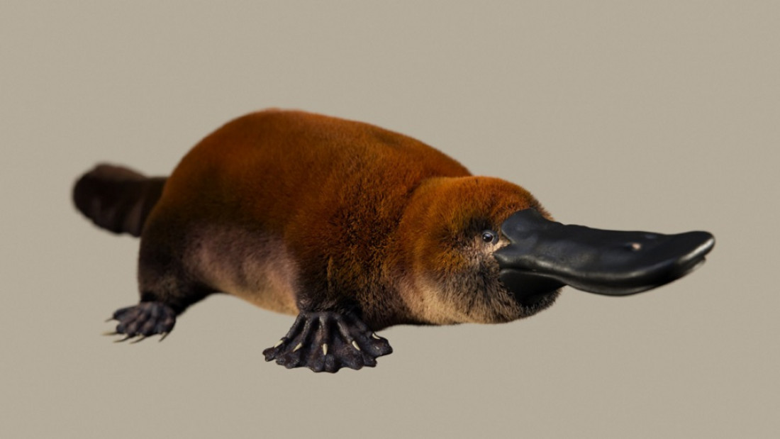 Sorprendente hallazgo en la Patagonia de un ornitorrinco que vivió hace 70 millones de años