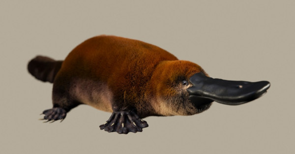 Sorprendente hallazgo en la Patagonia de un ornitorrinco que vivió hace