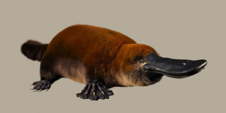 Sorprendente hallazgo en la Patagonia de un ornitorrinco que vivió hace 70 millones de años