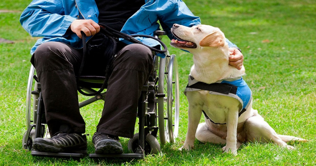 Perros Guías y de Asistencia: su labor prioritaria también garantiza derechos