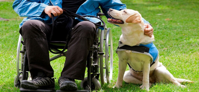 Perros Guías y de Asistencia: su labor prioritaria también garantiza derechos