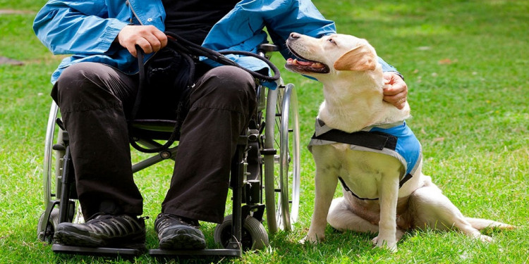 Perros Guías y de Asistencia: su labor prioritaria también garantiza derechos