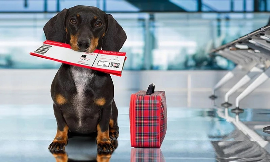 En 2022 aumentó un 77% la cantidad de certificados para viajar con perros y gatos al exterior