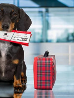 En 2022 aumentó un 77% la cantidad de certificados para viajar con perros y gatos al exterior