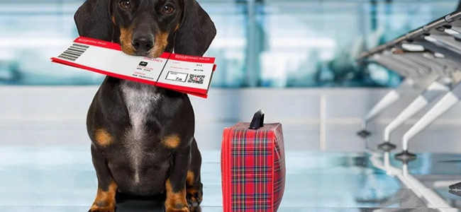 En 2022 aumentó un 77% la cantidad de certificados para viajar con perros y gatos al exterior