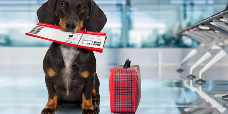 En 2022 aumentó un 77% la cantidad de certificados para viajar con perros y gatos al exterior