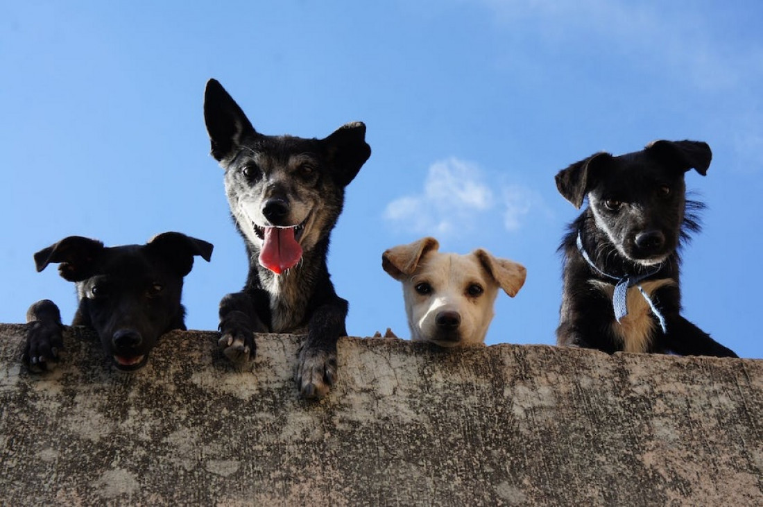 Los perros sueltos sin supervisión pueden afectar a la fauna silvestre