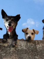 Los perros sueltos sin supervisión pueden afectar a la fauna silvestre