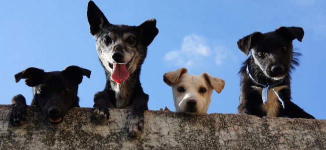 Los perros sueltos sin supervisión pueden afectar a la fauna silvestre