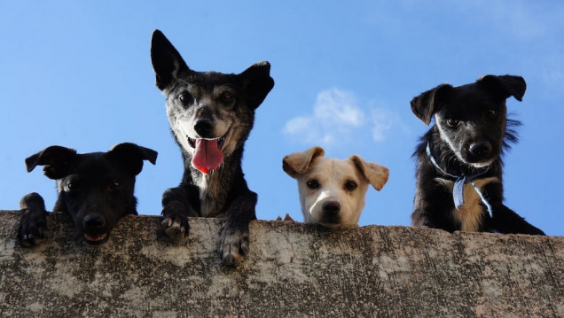 imagen Los perros sueltos sin supervisión pueden afectar a la fauna silvestre