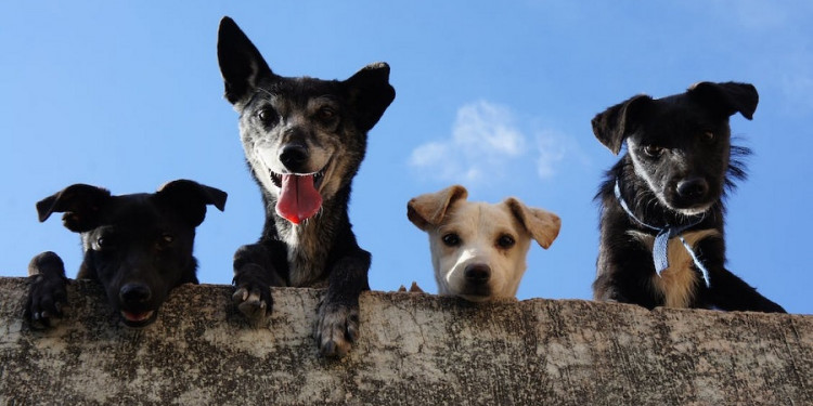 Los perros sueltos sin supervisión pueden afectar a la fauna silvestre