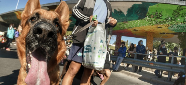 Cómo relacionarse con los animales domésticos después de los aprendizajes de la COVID-19