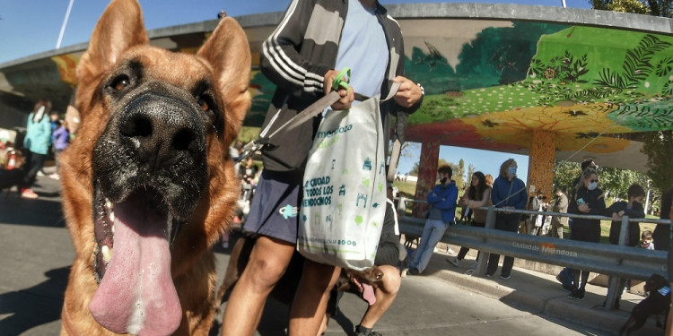 Cómo relacionarse con los animales domésticos después de los aprendizajes de la COVID-19