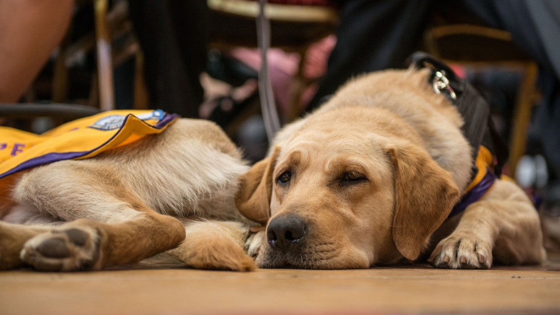 Entrenar perros de asistencia: una ayuda terapéutica invaluable