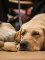 Entrenar perros de asistencia: una ayuda terapéutica invaluable