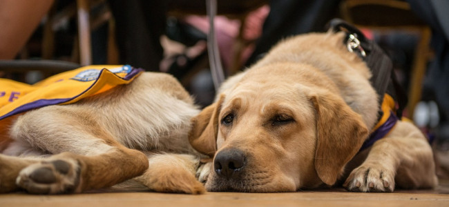 Entrenar perros de asistencia: una ayuda terapéutica invaluable