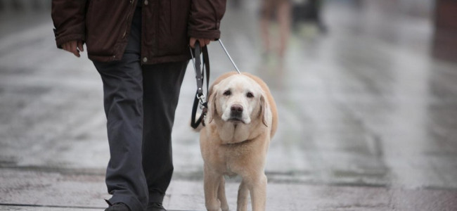 Mendoza avanza para habilitar por ley que los perros guía circulen en espacios públicos