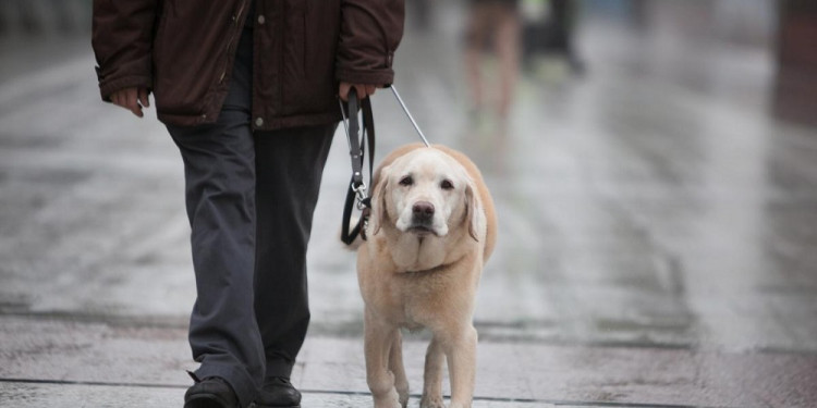 Mendoza avanza para habilitar por ley que los perros guía circulen en espacios públicos