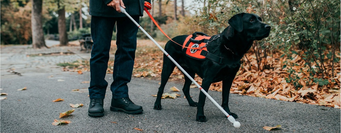 Qué implica que Mendoza adhiera a la Ley Nacional de perros guías